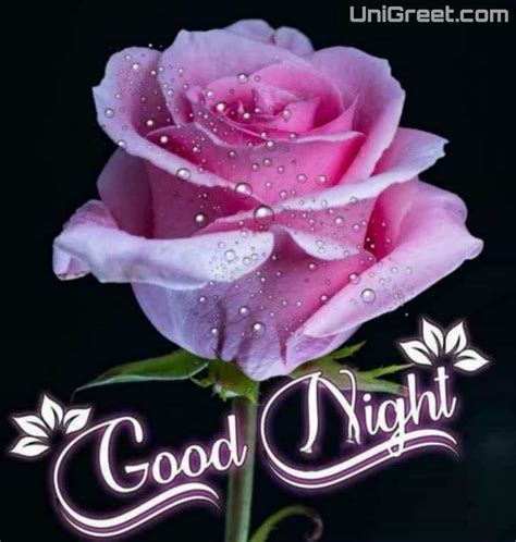 50 Good Night Rose Images Photos Shayari Pics Status Pictures Download