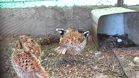 Mexican Speckled Bobwhite Quails Youtube