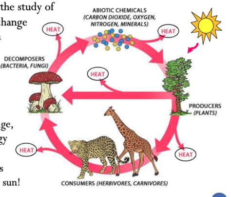 Biology Exam 3 Flashcards | Quizlet