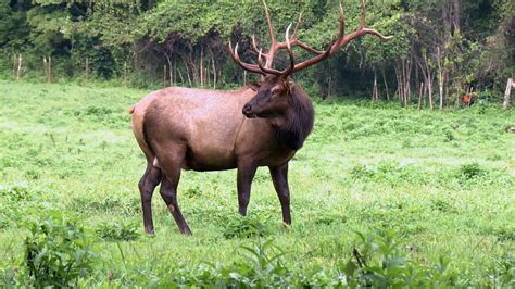 Smoky Mountain Elk Fest helps maintain a habitat for the majestic creatures | wbir.com