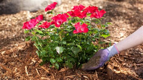 Fertilizing Roses: Everything You Need to Know for Optimal Growth ...