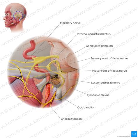 Facial Nerve Origin Function Branches And Anatomy Kenhub