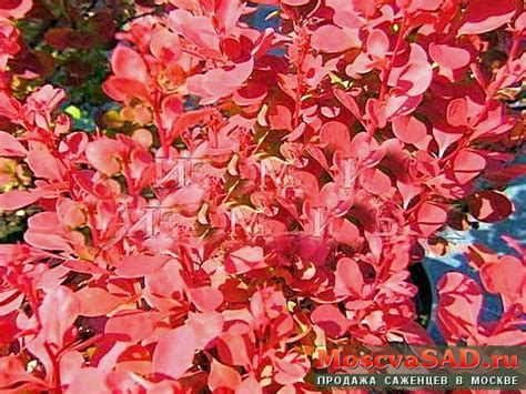 Купить саженцы Барбарис тунберга оранж в Москве и Подмосковье