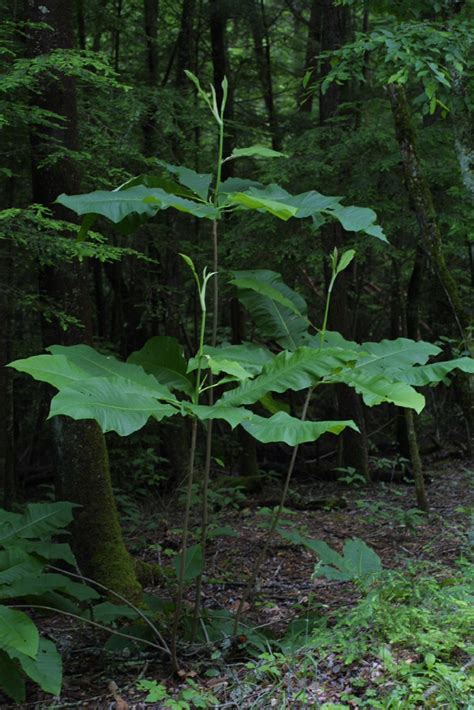 Umbrella Magnolia Great Smoky Mountains National Park Trees And Shrubs