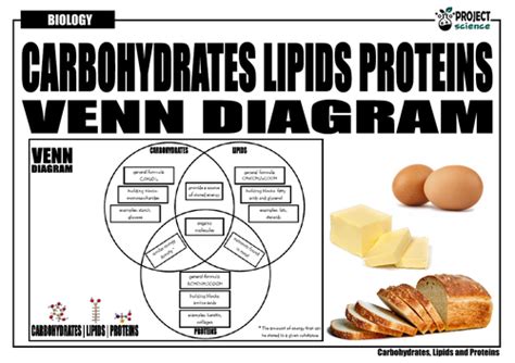 Carbohydrates Lipids And Proteins Venn Diagram Teaching Resources