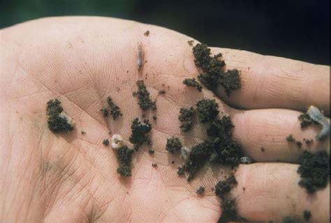 White Grubs In Garden Bed Fasci Garden