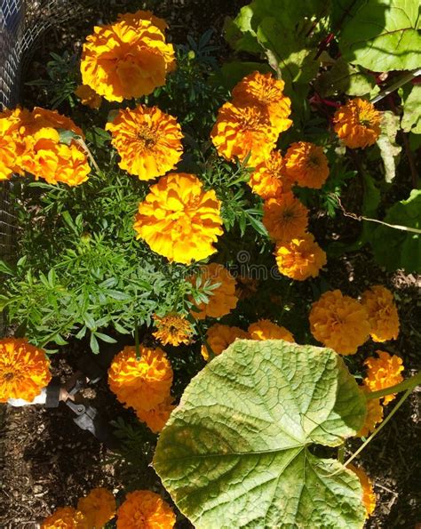 Golden Marigold Flowers Stock Photo Image Of Golden 160552612