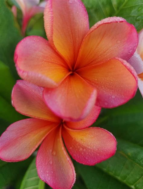 Plumeria Monsoon Frangipani Perth Frangipani Heaven Perth