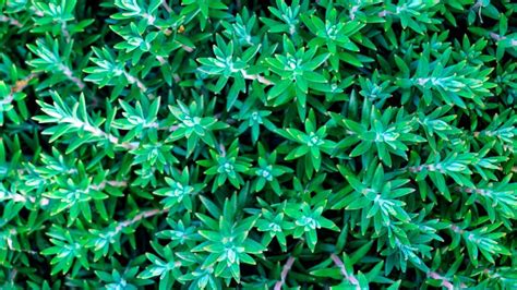 Fondo Verde Verdor Protecci N Tema Planta Selva Plantas Para Power