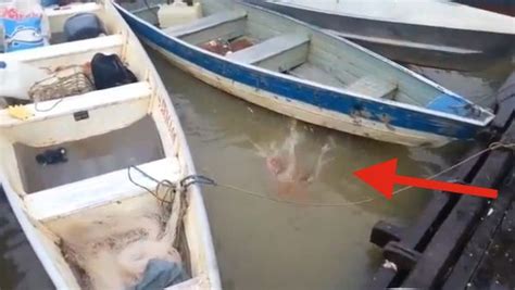 Piranha Feeding Frenzy In Brazilian River Is Creepy