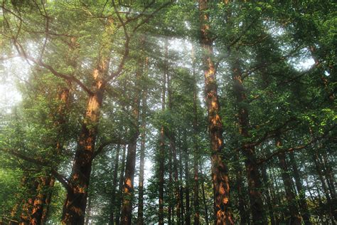 Dream Forest Download Free Banner Background Image On Lovepik 401710614