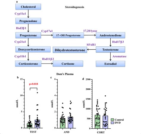 A Schematic Representation Of Steroid Hormone Biosynthesis All Listed Download Scientific