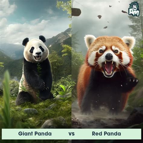 Giant Panda vs Red Panda: See Who Wins | Animal Matchup