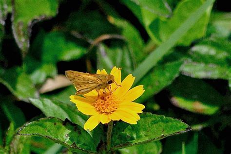 Fiery Skipper Butterfly Hylephila Phyleus