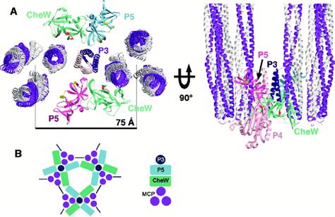 Incorporation Of The Pds Ternary Complex Into An Mcp Membrane Array