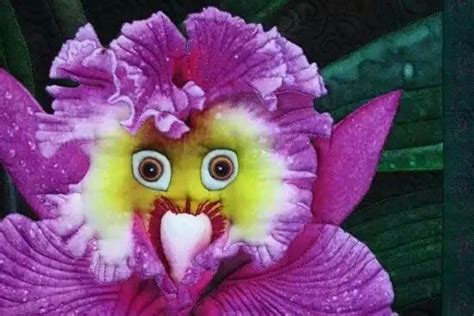 Las Plantas Mas Exoticas Del Mundo Imajenes De Flores Exoticas Rare Orchids Rare Flowers