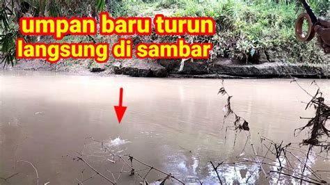 Umpan Baru Turun Langsung Di Sambar Ikan Lukas Nilem Youtube