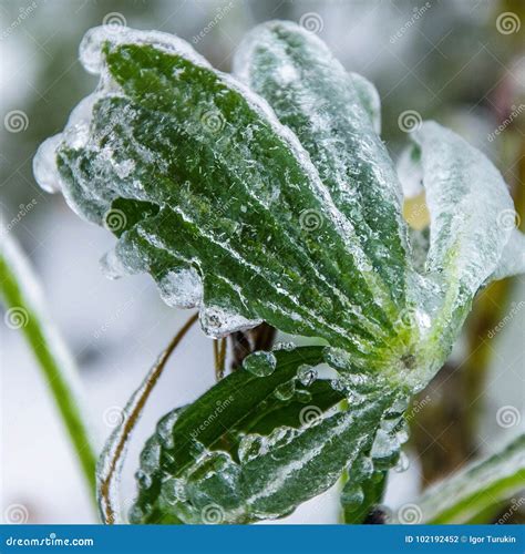 Icy Rain In Autumn Stock Photo Image Of Covered Grass 102192452