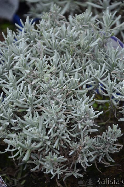 Lavandula Angustifolia Hidcote Lawenda W Skolistna