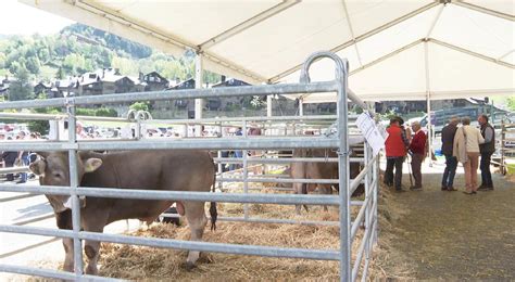 Deu Explotacions A La Fira Del Bestiar D Ordino