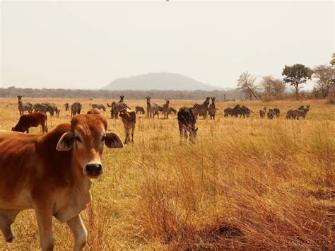 Appel à projets 2023 Les plaines de la rivière Kafue une terre de