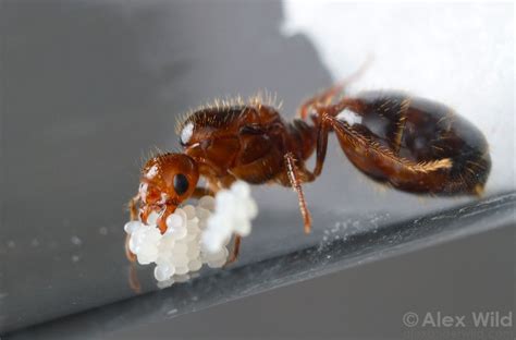 Solenopsis Invicta Fire Ants