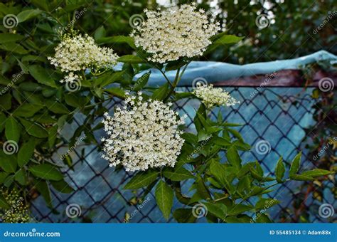 Vlierbes stock foto. Image of medisch, gezond, vrucht - 55485134