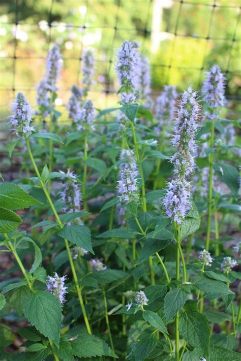 How To Attract Hummingbirds With Culinary Medicinal Herbs