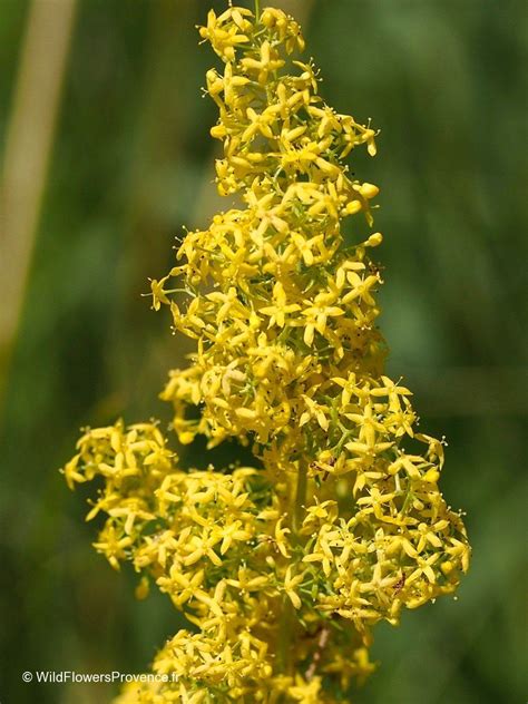 Galium verum - wild in Provence