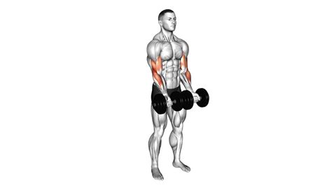 10 Deltoid Muscle Exercises To Strengthen And Tone Your Shoulders - Workout Guru