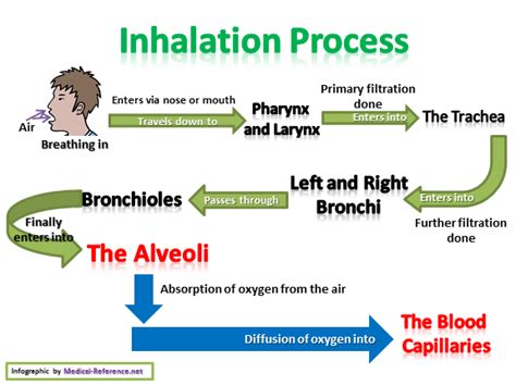 Pathway Of Oxygen Through The Respiratory System Aromapic