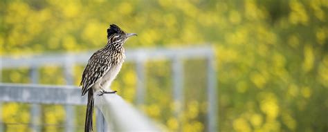 Travis Audubon Inspiring Conservation Through Birding