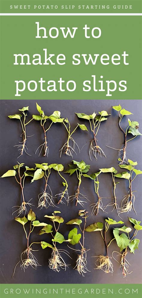 A Fast And Easy Way To Make Sweet Potato Slips Growing Sweet Potatoes Sweet Potato Slips