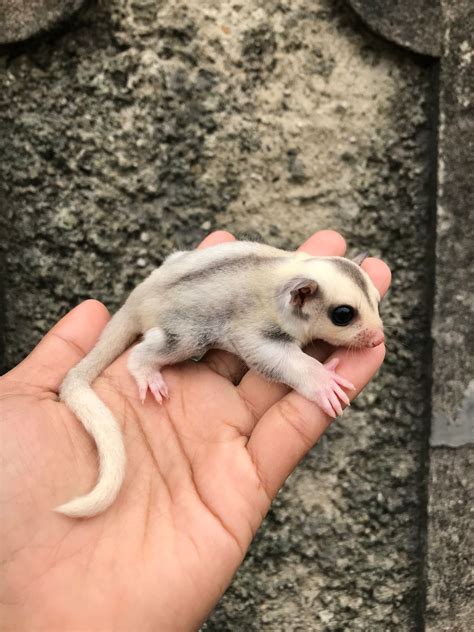 Platinum Mosaic Sugar Glider