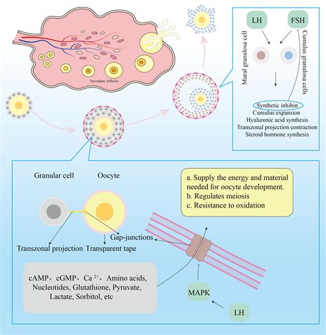 Frontiers Decreased Oocyte Quality In Patients With Endometriosis Is