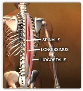 Myology Of Cervical Region Flashcards Quizlet