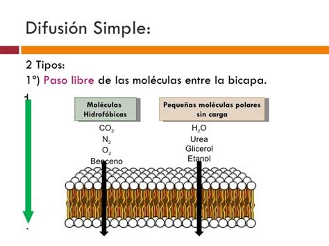 Membrana Celular