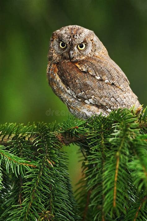 Common Scops Owl, Otus Scops, Little Owl in the Nature Habitat, Sitting ...