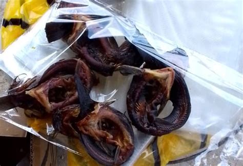 Dried Smoked Cooked Catfish And Fillet Catfish For Sale Agriculture