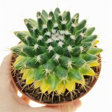 Mammillaria Compressa F Variegata 10 Cm Cactaceae Giromagi