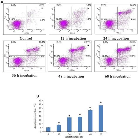 Notch1 Induced Osteosarcoma Cell Apoptosis A Notch1 Induced By