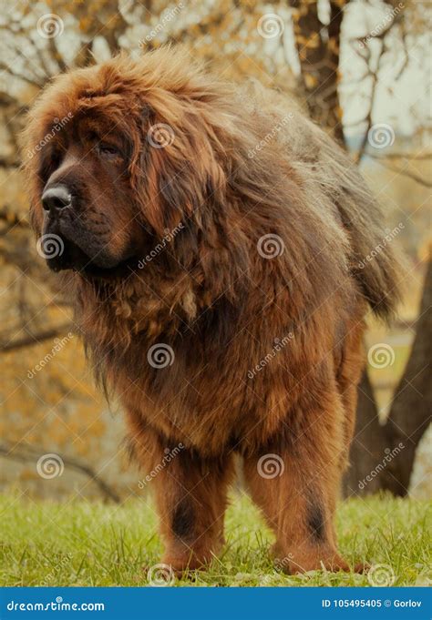 red tibetan mastiff dog autumn garden stock image image  light dinner