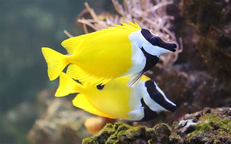 21 fish species you’ll see when snorkelling or diving in Bali or Lombok ...