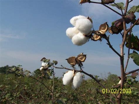 How to grow cotton indoors and out – Artofit