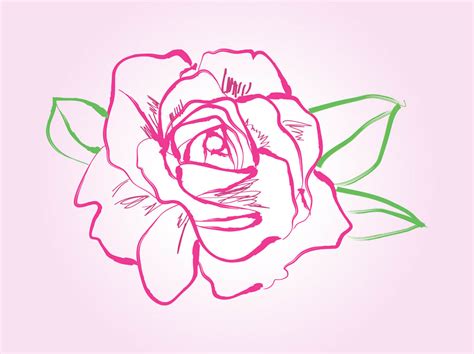 Rose Drawing Vector Vector Art And Graphics