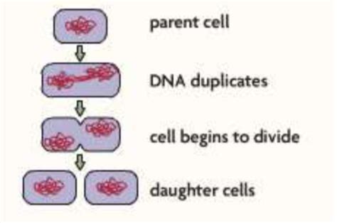 Unit Cell Growth Division Flashcards Quizlet