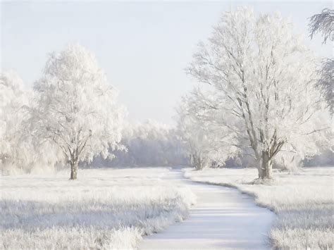 Winter Meadow — Lars Van De Goor