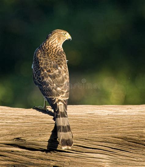 Cooper s hawk stock image. Image of wild, hunter, feathers - 16933233