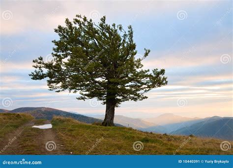 Lonely Tree In Autumn Mountain Stock Image Image Of Evening Grass