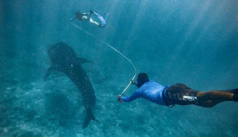 Maldives Whale Shark Research Programme Ecoventure Zublu